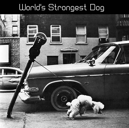 Strongest Dog