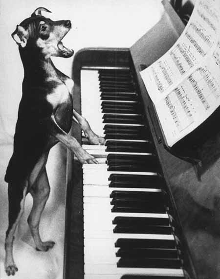 musical dog